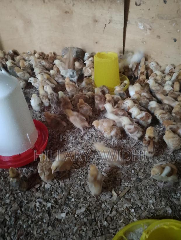 Chicks Improved Kienyeji - thumbnail 3