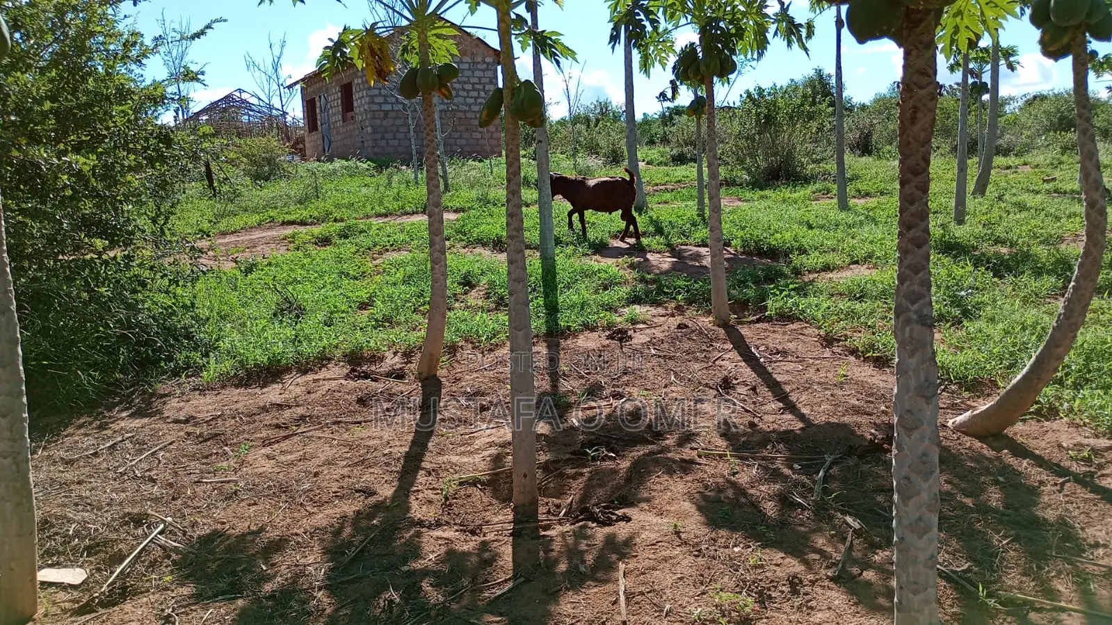 Mixed Farm With House and Infrastructure