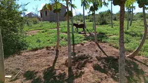Mixed Farm With House and Infrastructure
