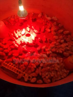 Improved Kienyeji Chicks - thumbnail 2