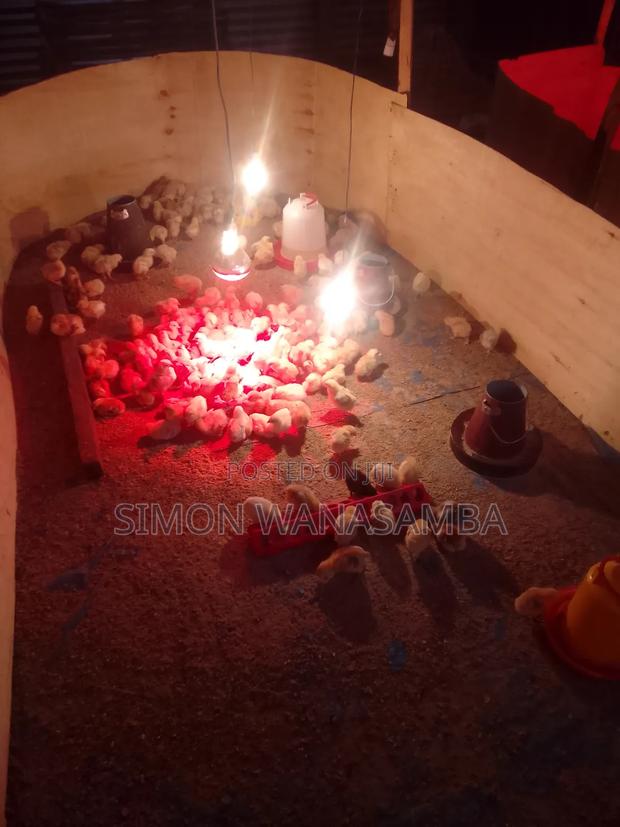 Improved Kienyeji Chicks - thumbnail 3