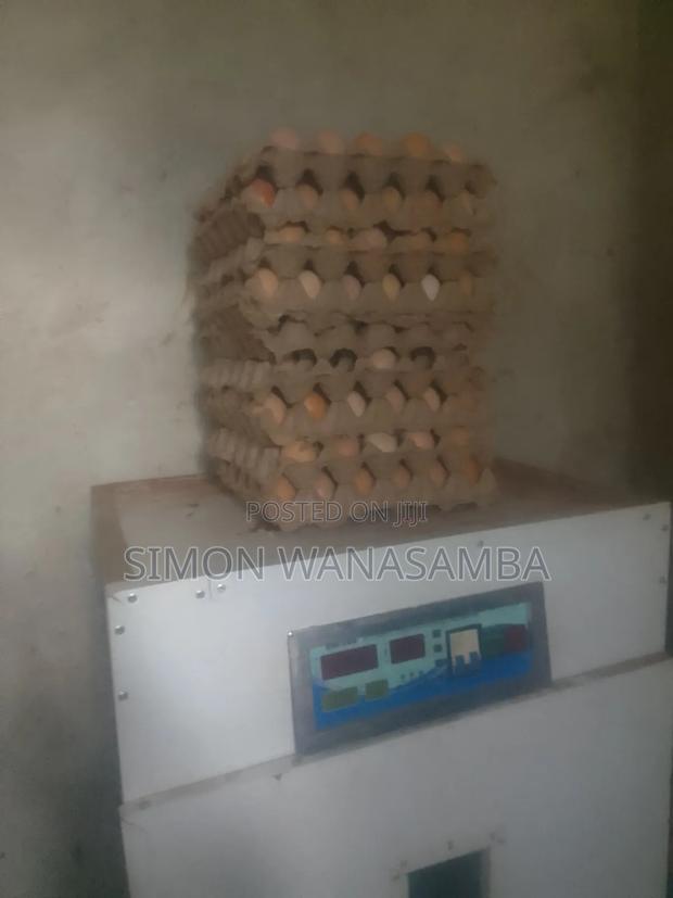 Improved Kienyeji Chicks - thumbnail 4