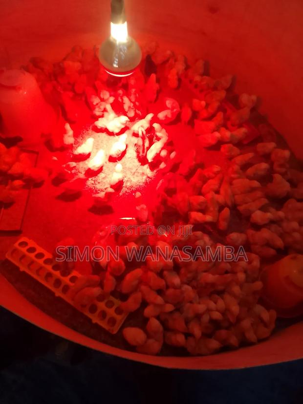 Improved Kienyeji Chicks - thumbnail 6