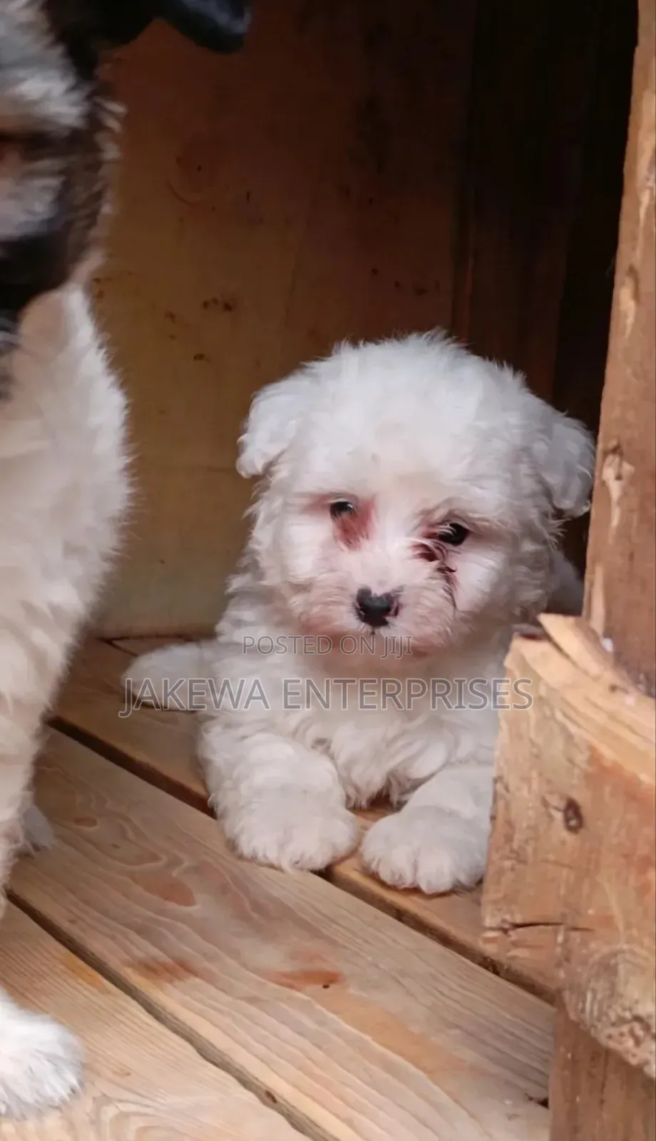 1-3 months Male Purebred Havanese