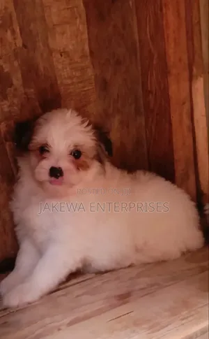 1-3 months Female Purebred Havanese