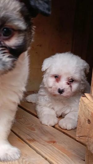 1-3 months Male Purebred Havanese - main view