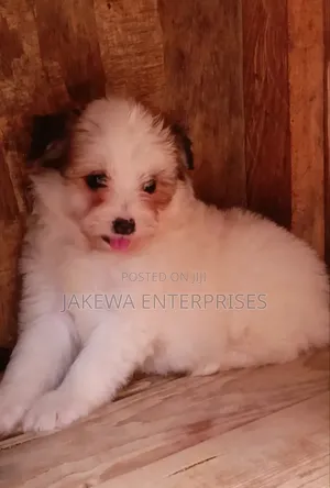 1-3 months Male Purebred Havanese