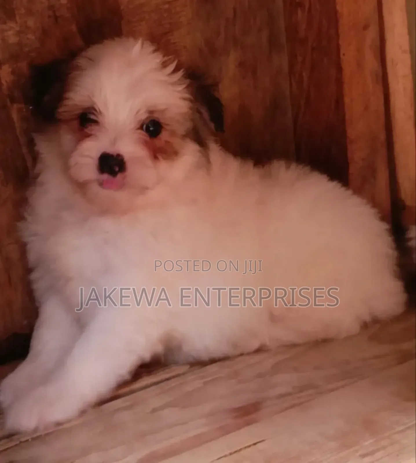 1-3 months Male Purebred Havanese