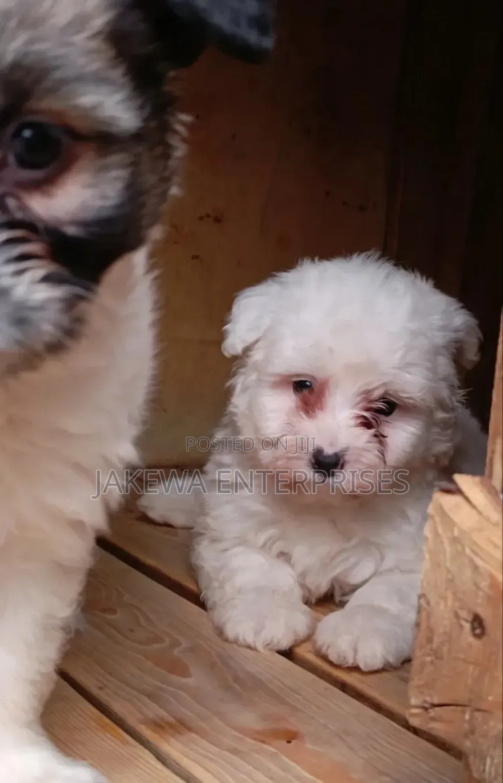 1-3 months Male Purebred Havanese