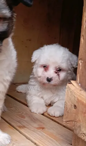 1-3 months Male Purebred Havanese