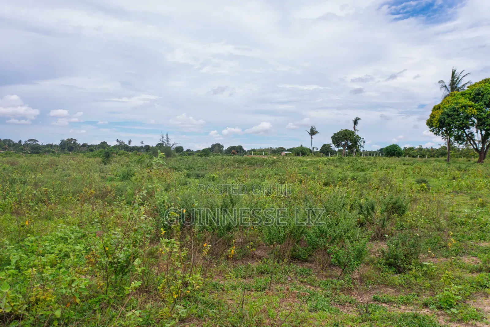 Prime Plots for Sale Kikambala (Kilifi County)