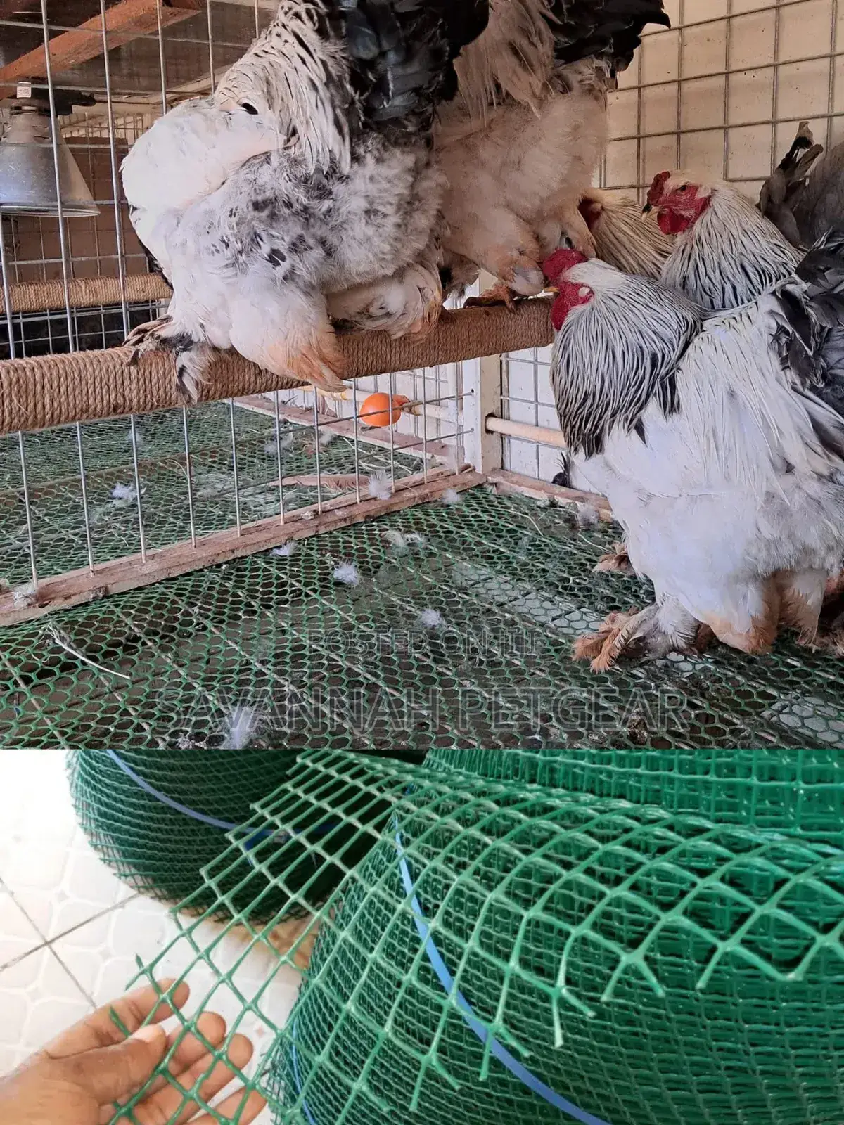 Durable Plastic Poultry Mesh Roll of (1m by 25m).