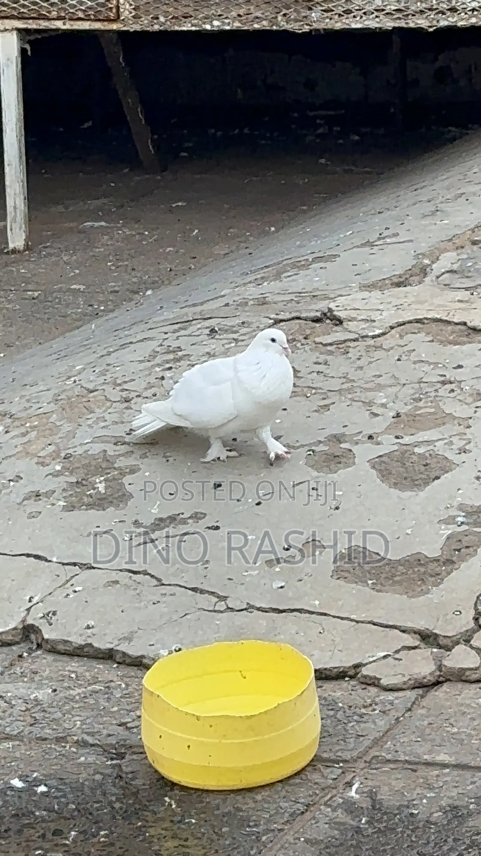 Beautiful Birds