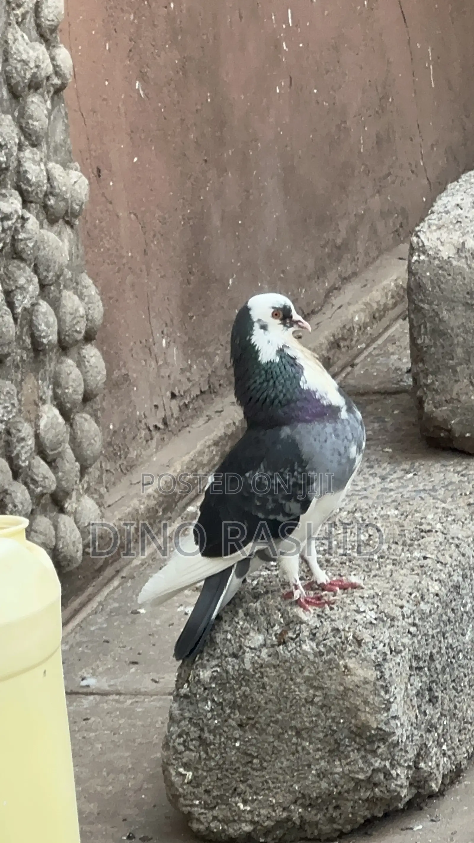 Beautiful Birds