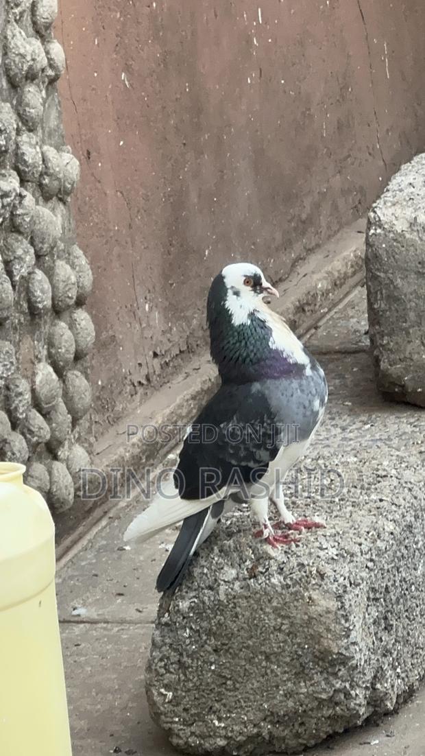 Beautiful Birds - thumbnail 4