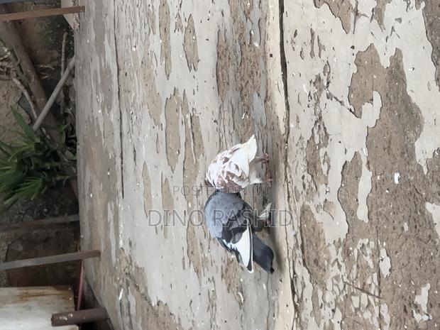 Beautiful Birds - thumbnail 17