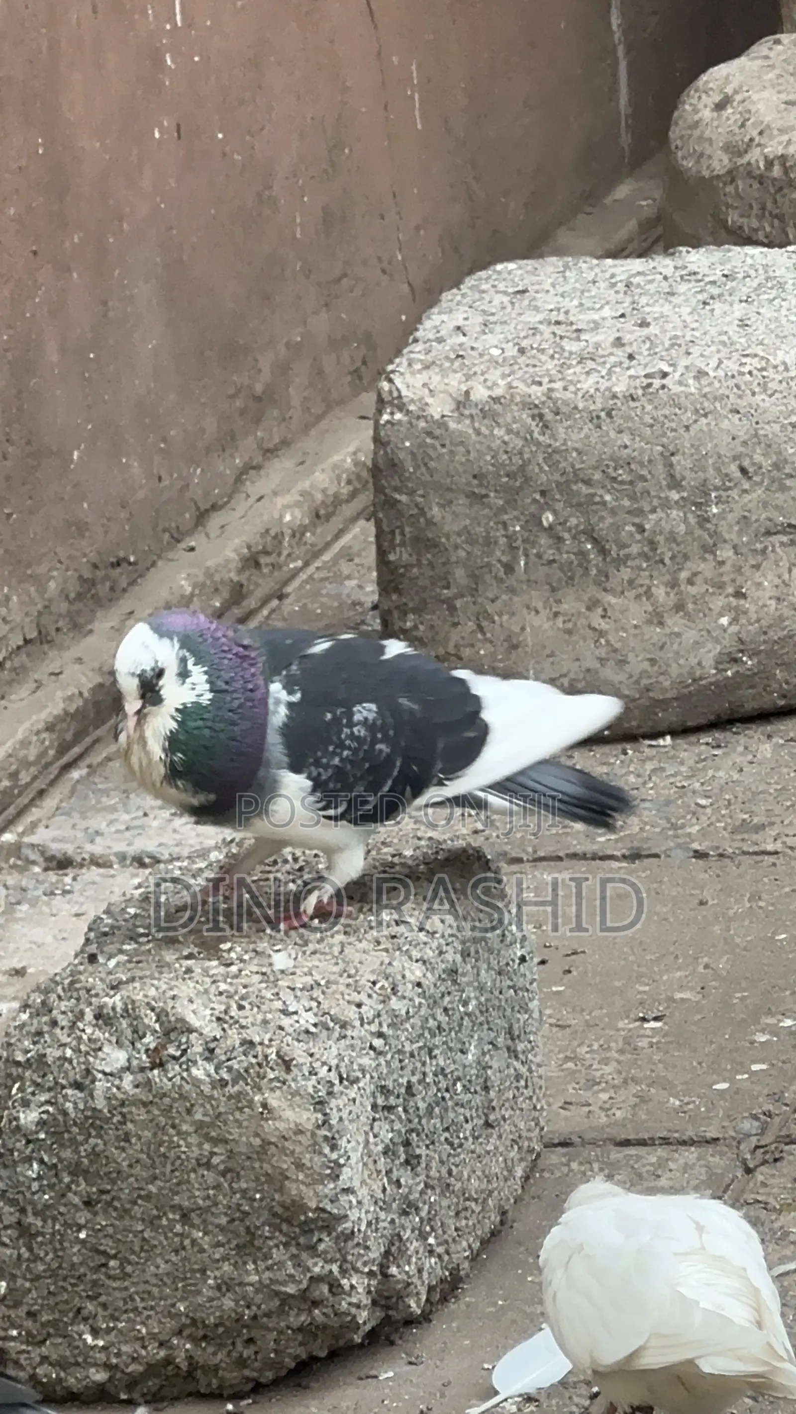 Beautiful Birds