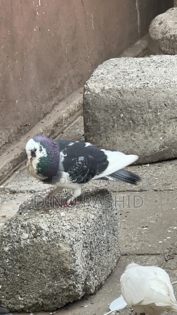 Beautiful Birds - thumbnail 19