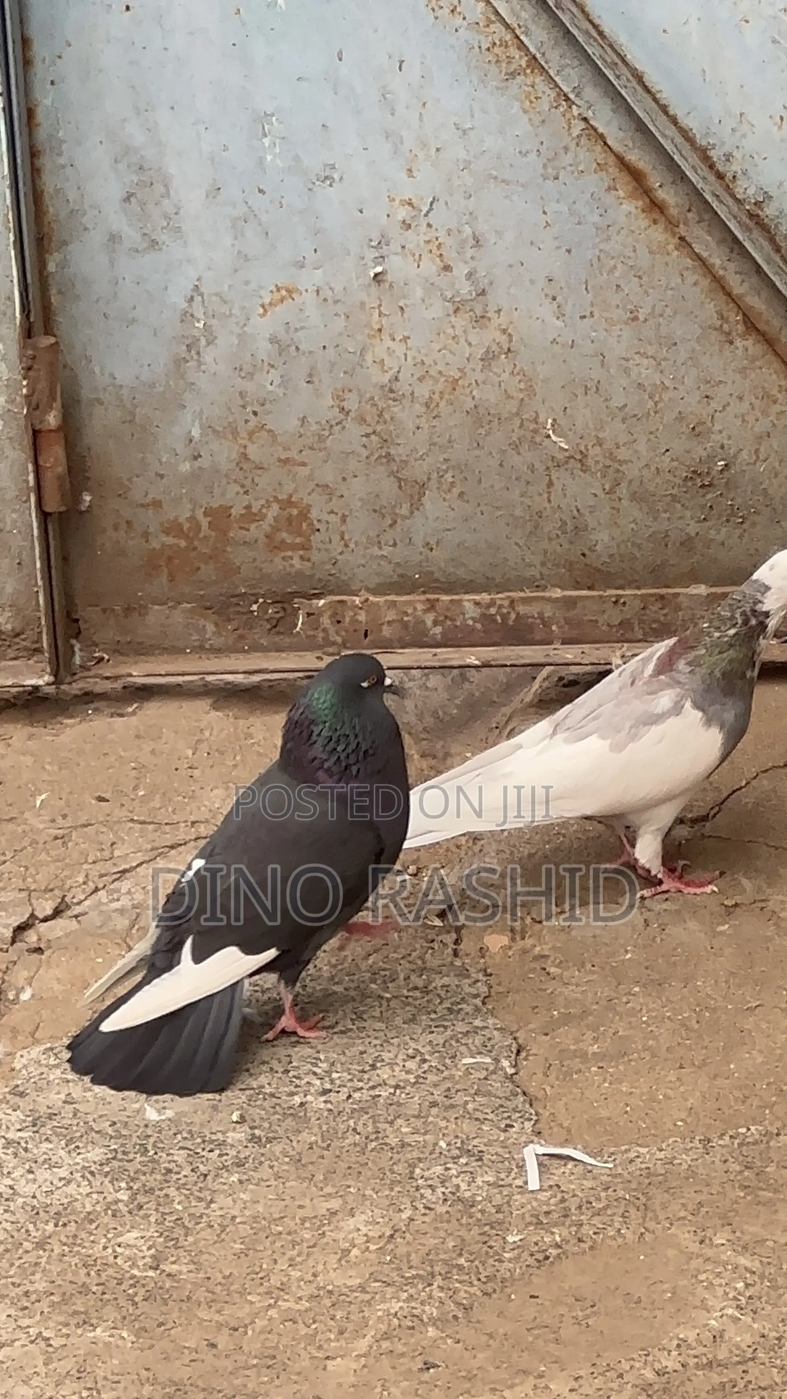 Beautiful Birds