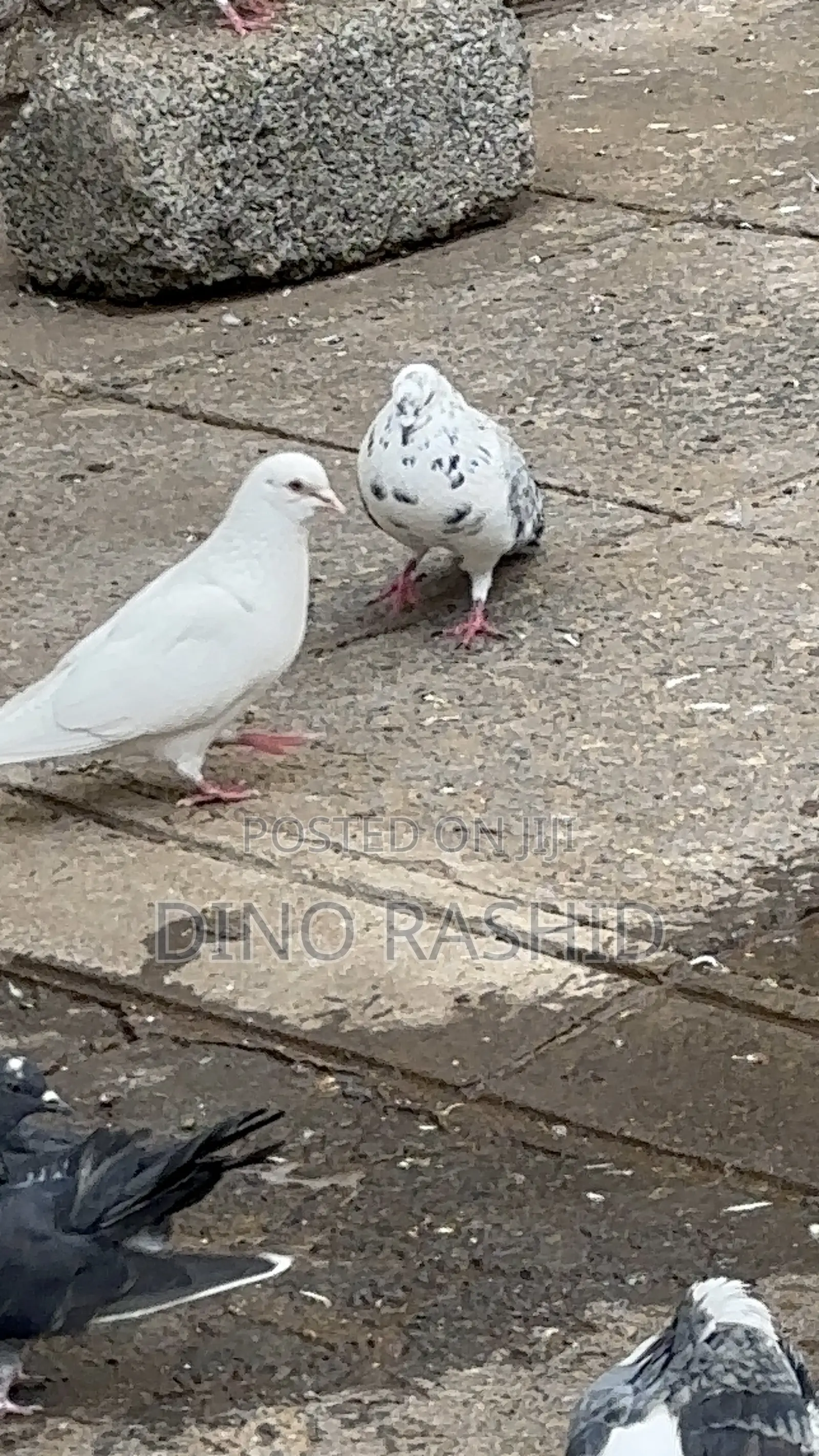 Beautiful Birds