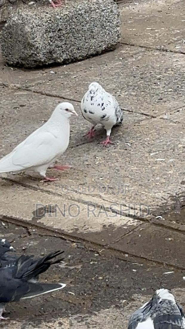 Beautiful Birds - thumbnail 16