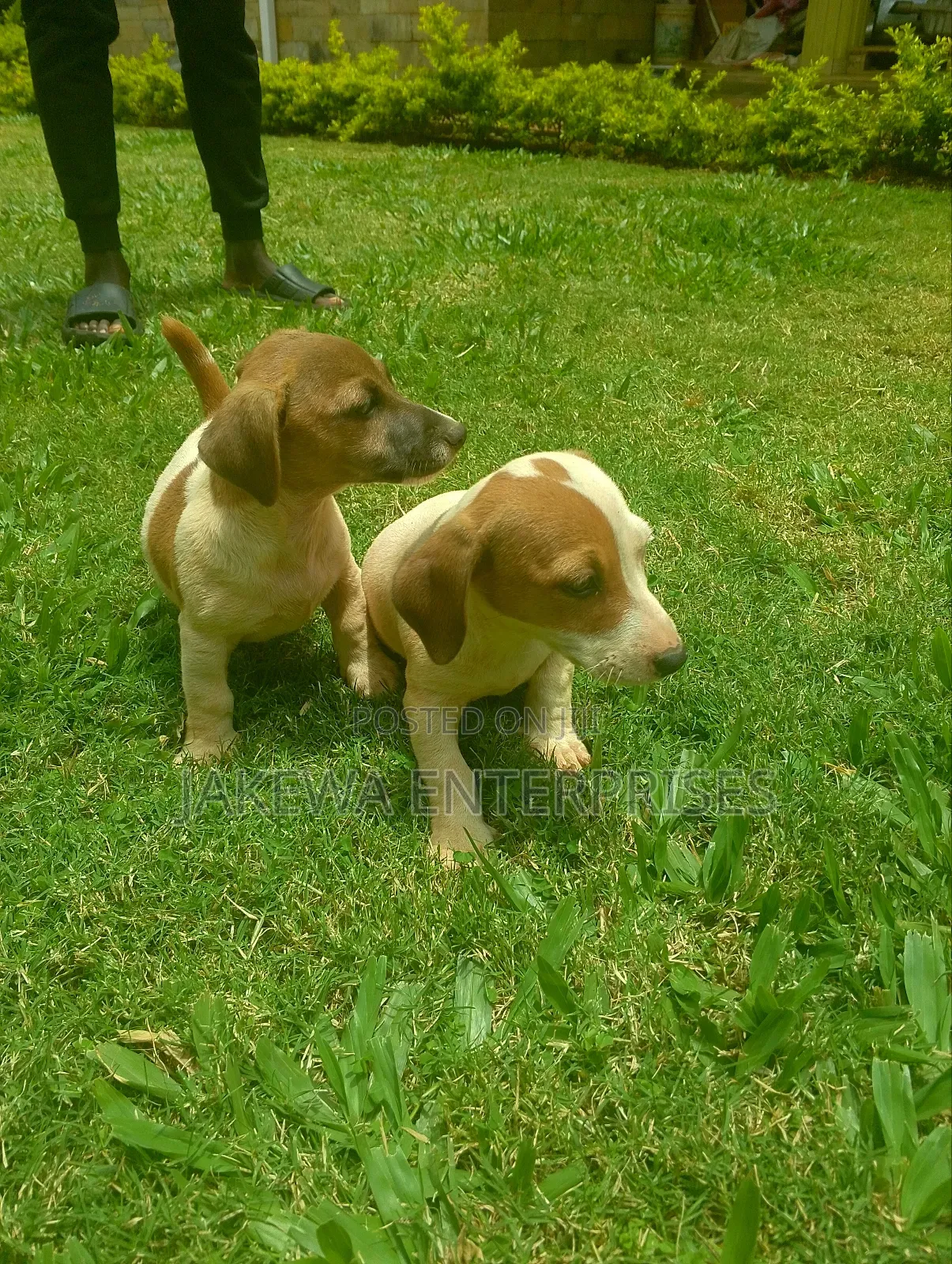 1-3 months Male Purebred Jack Russell Terrier
