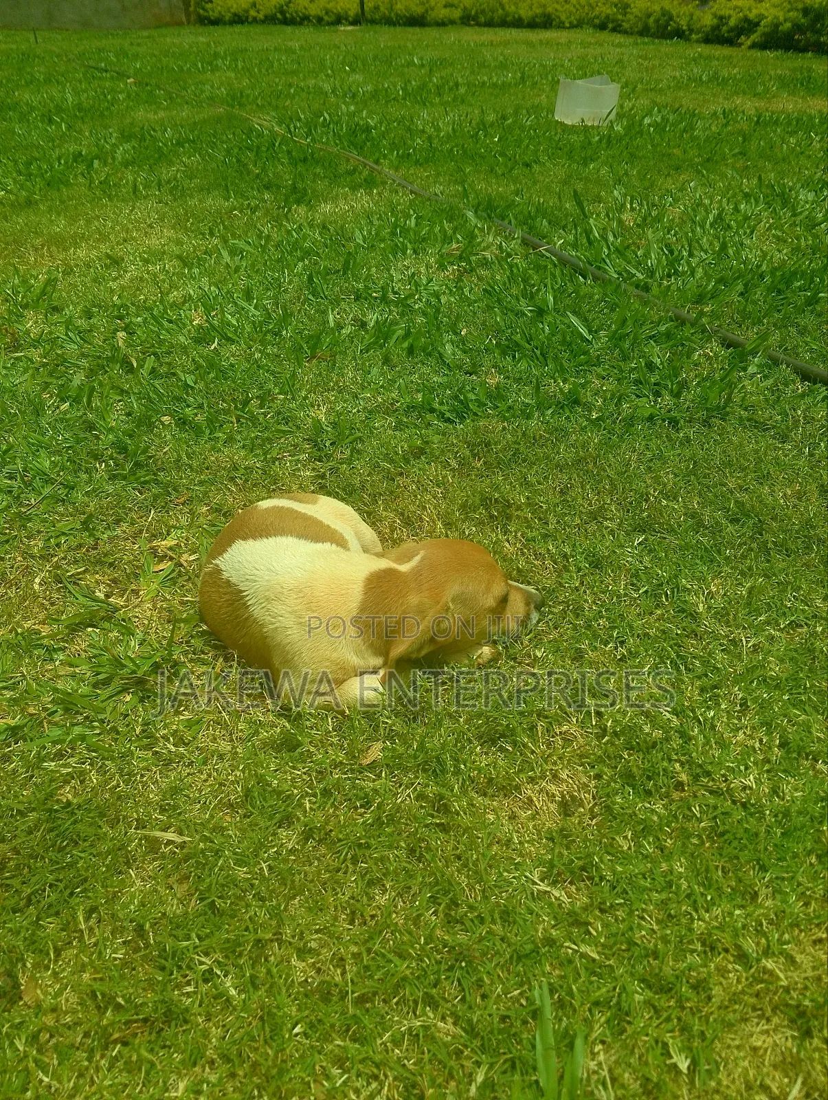 1-3 months Male Purebred Jack Russell Terrier