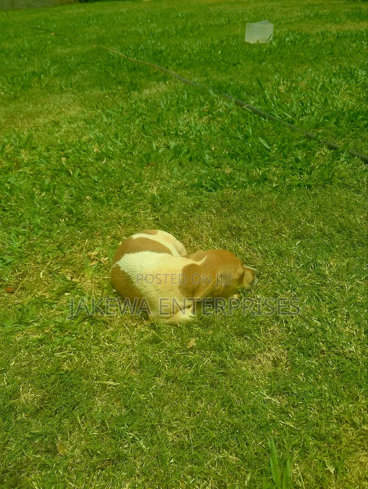 1-3 months Male Purebred Jack Russell Terrier