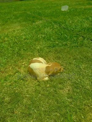 1-3 months Male Purebred Jack Russell Terrier