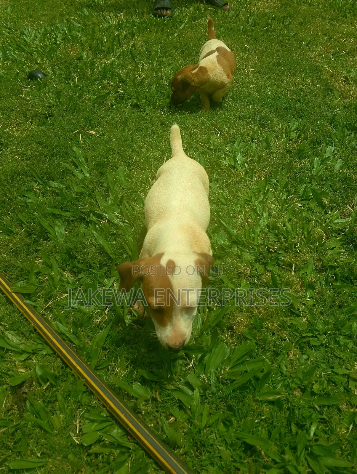 1-3 months Male Purebred Jack Russell Terrier