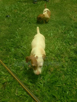 1-3 months Male Purebred Jack Russell Terrier