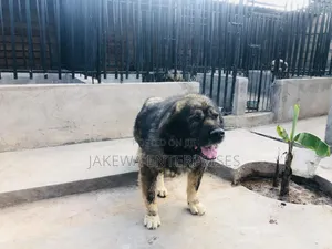 1+ year Male Purebred Caucasian Shepherd