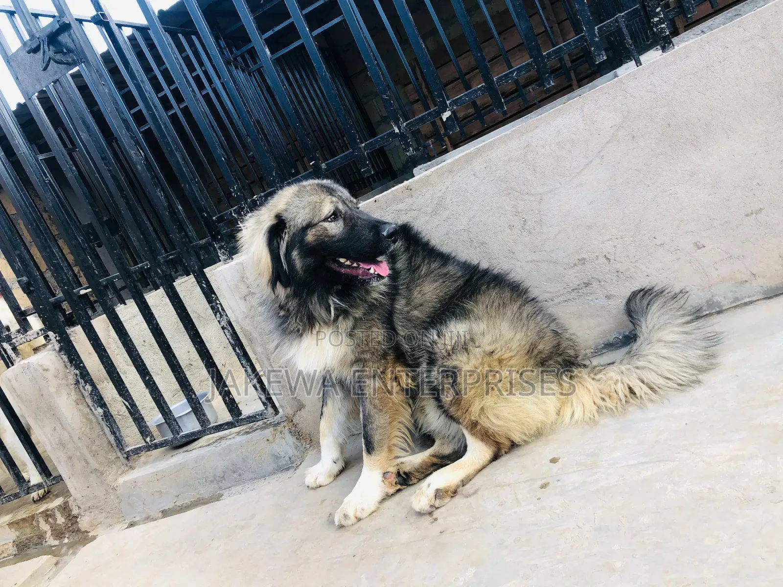 1+ year Male Purebred Caucasian Shepherd