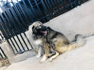 1+ year Male Purebred Caucasian Shepherd