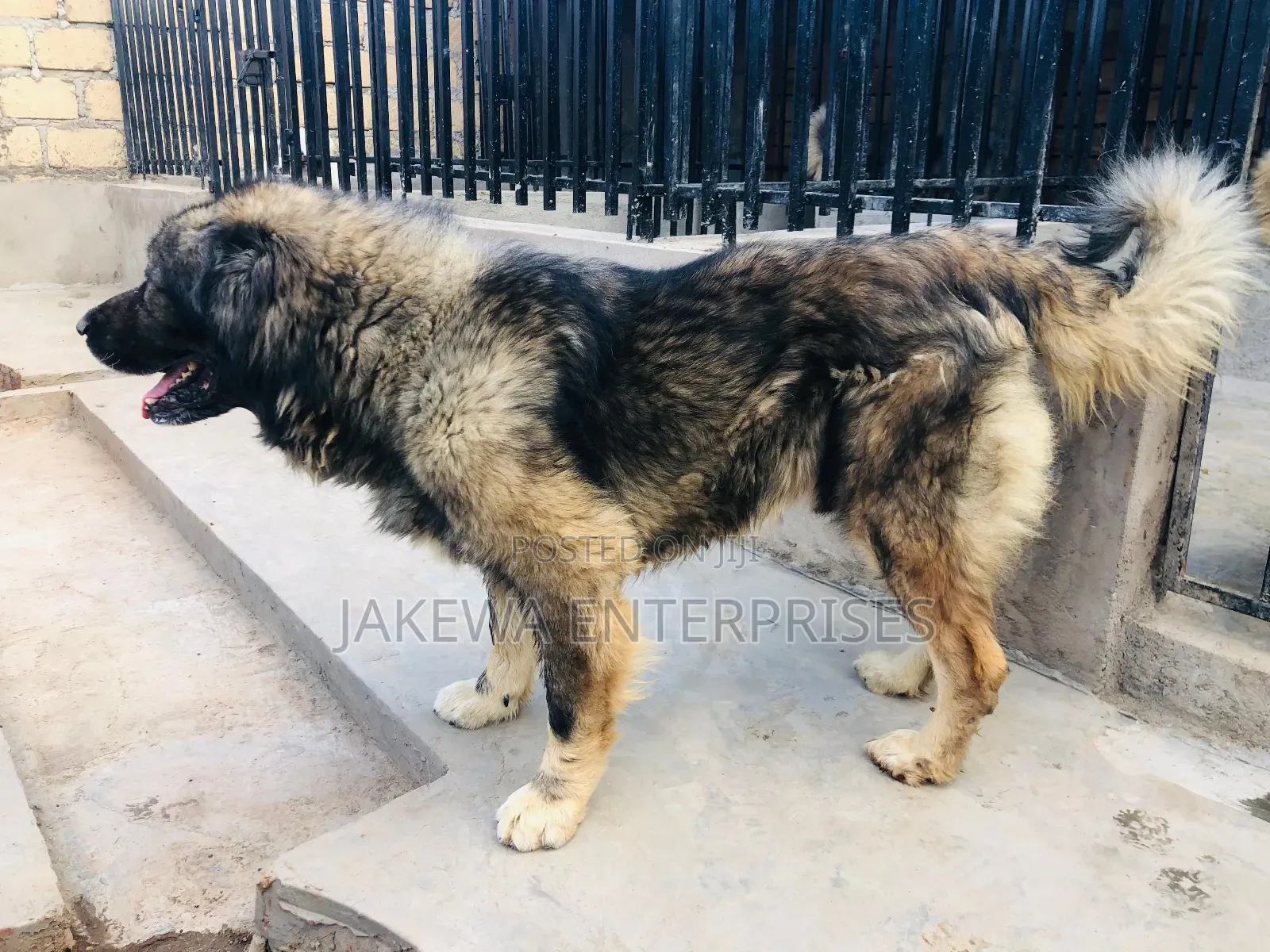 1+ year Male Purebred Caucasian Shepherd