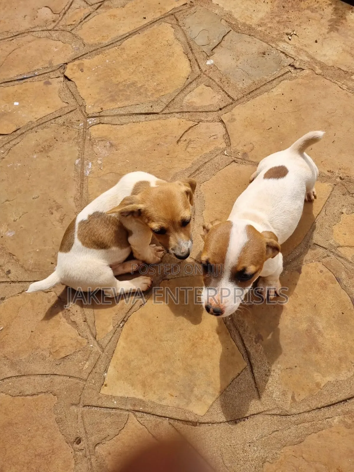 1-3 months Female Purebred Jack Russell Terrier