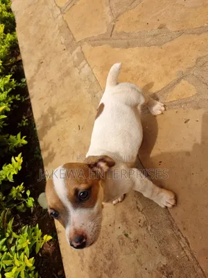 1-3 months Male Purebred Jack Russell Terrier