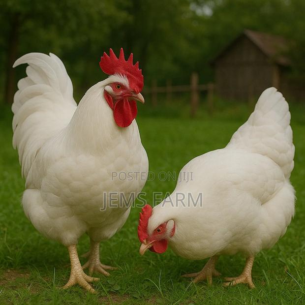 Fertilised White Orpington Eggs - main view