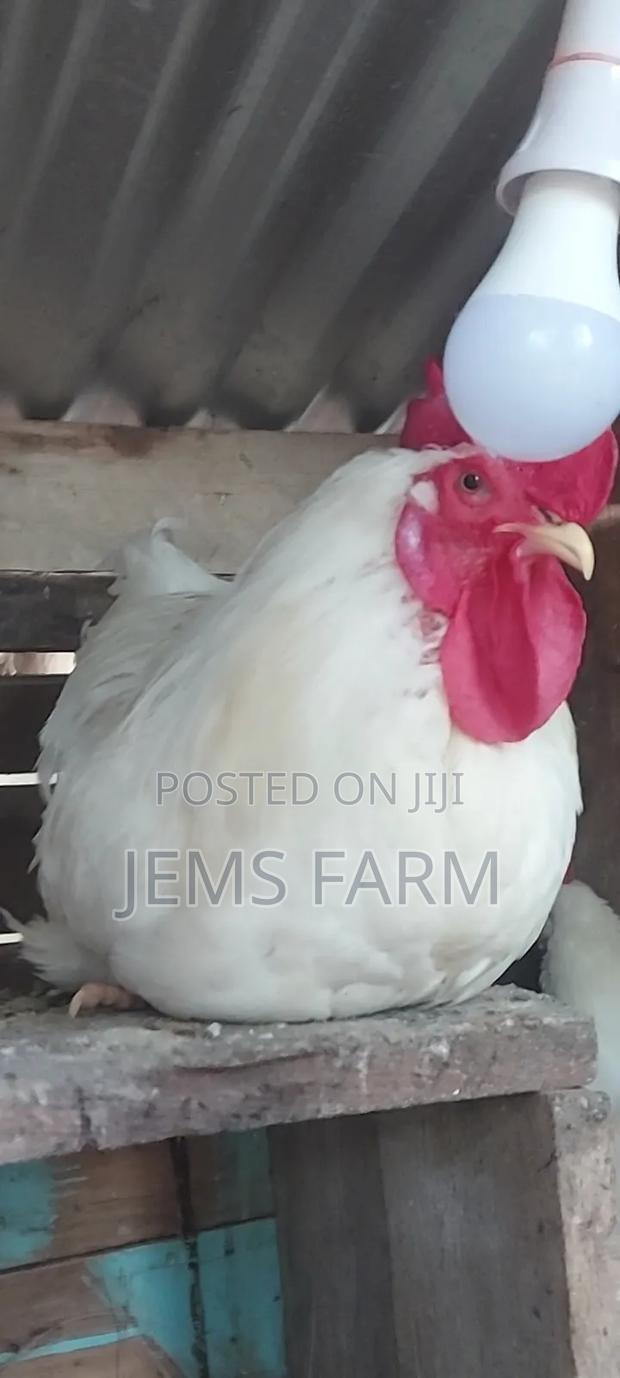 Fertilised White Orpington Eggs - thumbnail 3