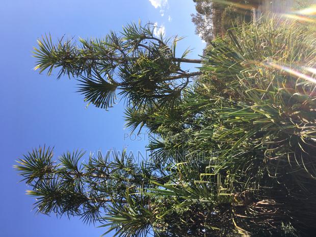 Riverfront Hidden Gem in Sagana - thumbnail 15