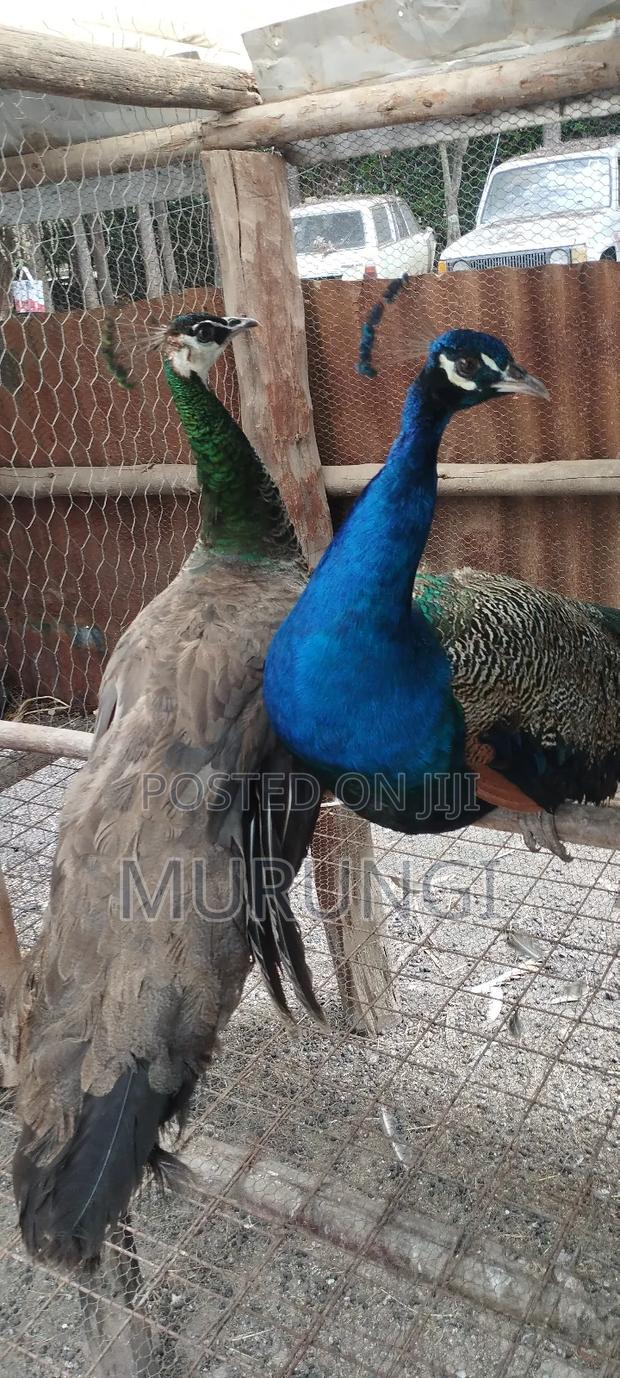 Peacock Mature - main view