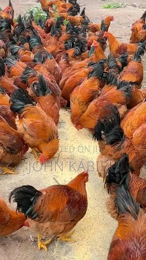 Improved Kienyeji Chicks - main view