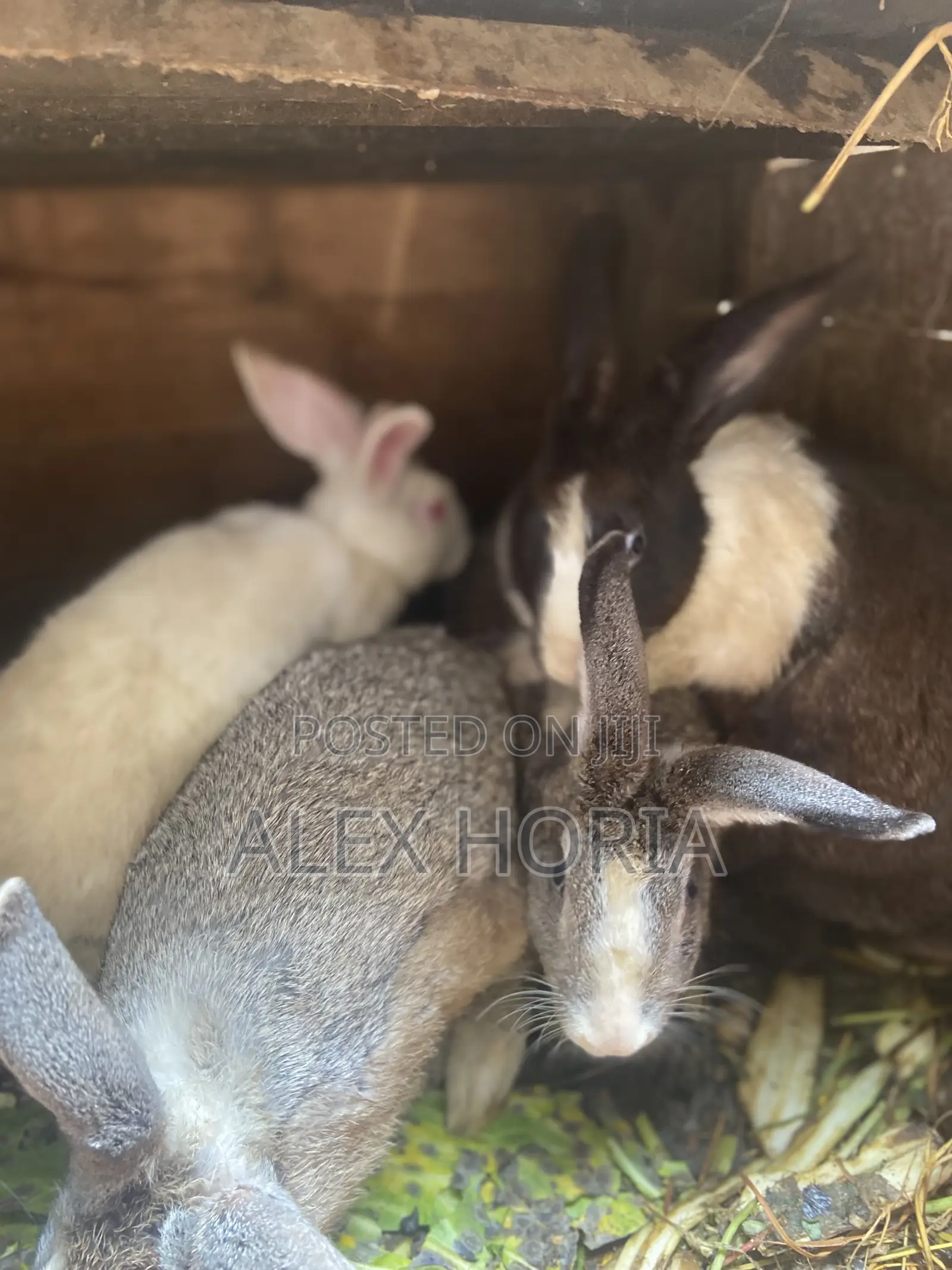 Bunny Rabbits