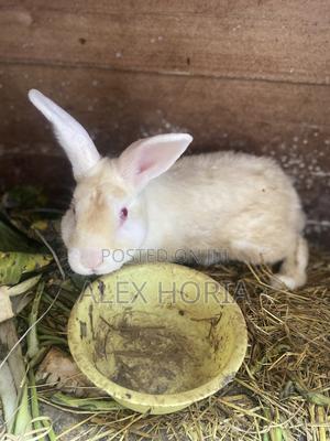 Bunny Rabbits - main view