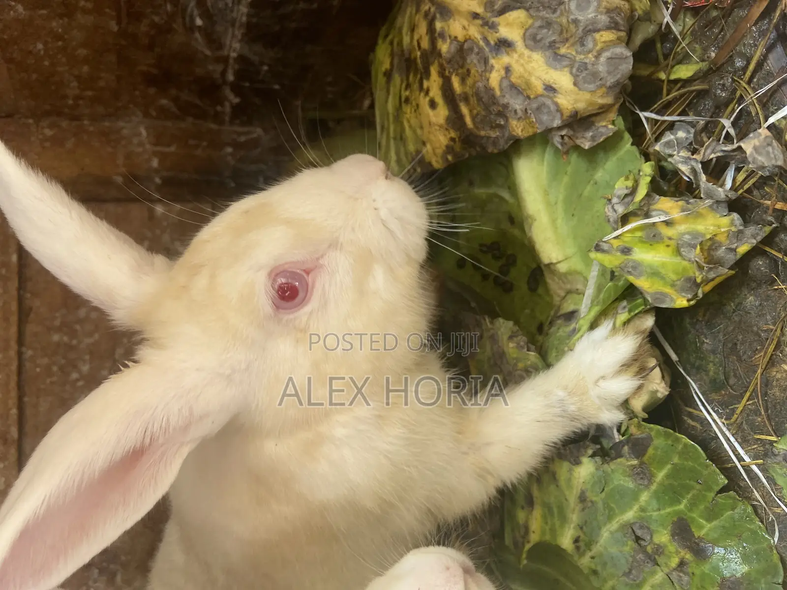 Bunny Rabbits