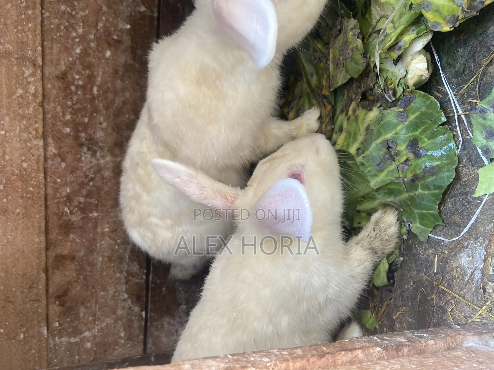 Bunny Rabbits