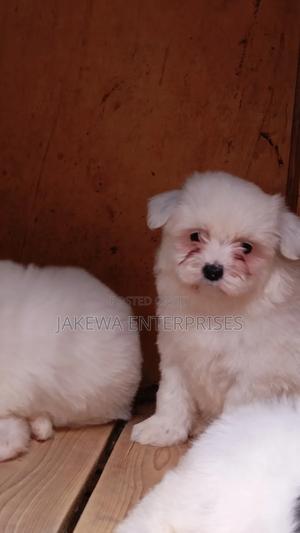 1-3 months Male Purebred Havanese - thumbnail 2