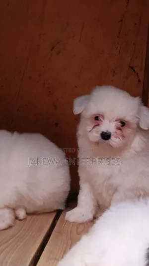 1-3 months Male Purebred Havanese