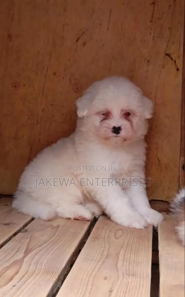1-3 months Female Purebred Havanese - main view