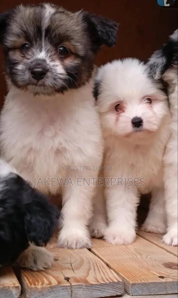1-3 months Female Purebred Havanese